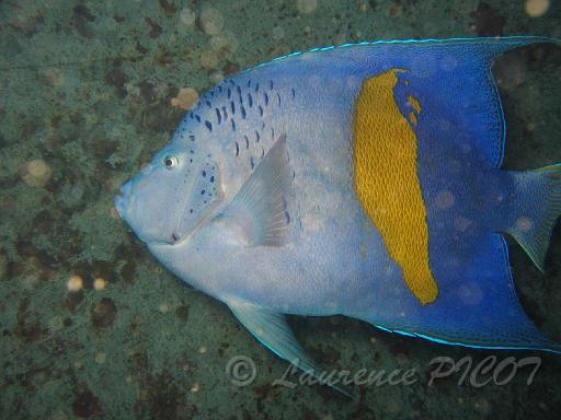 Poisson ange à croissant - Pomacanthus maculosus.JPG